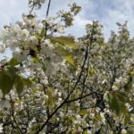 kleiner Spaziergang am Blauen See Lehrte