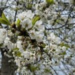 kleiner Spaziergang am Blauen See Lehrte