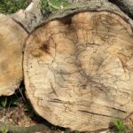 kleiner Spaziergang am Blauen See Lehrte