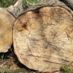 kleiner Spaziergang am Blauen See Lehrte